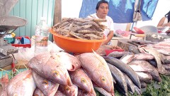 En la Cuaresma está garantizado el abasto de pescados y mariscos, informó el comisionado de Pesca, Mario Aguilar.