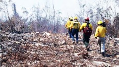 Se han extinguido en Quintana Roo 40 incendios, con una afectación de 7 mil 553 hectáreas.