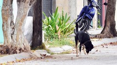 En Benito Juárez todavía existen personas que dejan a sus mascotas en la calle. (Foto: Santiago Rodas)