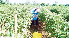 Más de mil productores de chile jalapeño de los municipios de Othón P. Blanco y Bacalar solicitan una planta procesadora en el sur de la entidad.