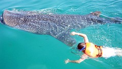 La temporada del tiburón ballena que está por concluir, resulta atractiva para el turismo, que cada año nada a un lado de los enormes ejemplares, mientras estos se alimentan a su paso por el Caribe.