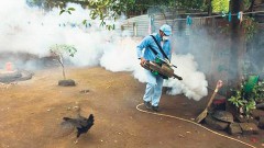 La cruzada contra el mosquito Aedes Aegypti en Quintana Roo, surtió resultado al registrar en la semana 31 252 casos y una disminución de 876 casos en relación a los registros del año pasado.