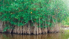 El 29 de julio, la Dirección de Ecología de Benito Juárez clausuró de manera preventiva un predio aledaño a “Marina del Rey” y “Takún Laguna Grill”, en la zona hotelera, donde fueron talados 45 árboles de manglar de distintas especies.