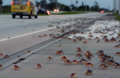 En Cancún, en la primera Jornada del Programa de Protección del Cangrejo Azul, se pidió a los automovilistas tomar las medidas precautorias necesarias al aproximarse a la zona de cruce de cangrejos.