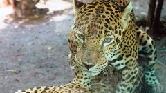 No es la primera vez que se ve un a jaguar en Playa del Carmen, se sabe que en las zonas aledañas a la colonia Ejidal la presencia de estos felinos es constante pues atacan a animales de corral, aves, borregos y perros. (Foto de archivo)