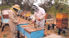 Los 10 principales estados productores de miel en el país son: Yucatán, Campeche, Jalisco, Chiapas, Veracruz, Oaxaca, Quintana Roo, Puebla, Guerrero y Michoacán.