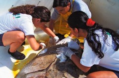 En sus instalaciones de Cancún y la Riviera Maya de Xcaret se concentran los animales silvestres varados, lesionados o incautados por violaciones a la legislación marina.