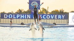 La Profepa apegada a su criterio de falta de permisos suspendió actividades al delfinario Dolphin Discovery Riviera Maya, ante la presión del Centro Mexicano de Derecho Ambiental y la congruencia en la aplicación de la ley, en áreas protegidas.