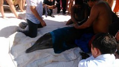La recuperación del delfín varado en una playa de Cancún a finales del mes de marzo, fue sorprendente, pues llegó en muy malas condiciones a la Tortugranja de Isla Mujeres y con un pronóstico desalentador.