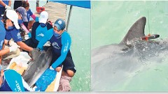 La delfín hembra que fue rescatada, curada y devuelta al mar abierto, es monitoreada dentro de un proyecto de investigación, al igual que se sigue a mil 800 animales.