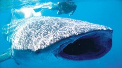 Los náuticos de Cancún pidieron a las autoridades mayor monitoreo de la zona de avistamiento del tiburón ballena, en donde se detectaron embarcaciones pirata con turismo a bordo, sin las medidas de protección.