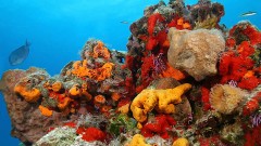 La barrera arrecifal mesoamericana, la segunda más grande en el mundo después de la de Australia, se encuentra con focos rojos por la proliferación de microalgas que afectan su desarrollo.