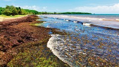 Los cooperativistas condenan la indecisión de la Secretaría de Medio Ambiente y Recursos Naturales para definir con qué método se retira el sargazo de las costas, que otra vez lucen saturadas de algas marinas.