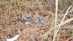 El cuerpo, que aparentemente fue descuartizado, se encontraba en tres bolsas dentro del manglar.