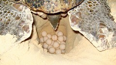 Los delincuentes al ver personal de las asociaciones en recorridos de vigilancia, se esconden o bien huyen para no ser detenidos, sin lograr extraer los huevos de tortuga.
