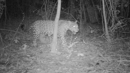 Fue captado en foto y video un ejemplar de jaguar macho en el Área de Protección de Flora y Fauna Bala’an K’aax.