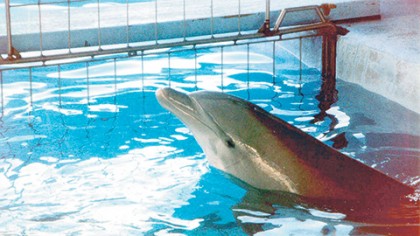 Dolphin Discovery, Via Delphi, Delfinaris y Dolphin Adventure, todas ubicadas en áreas turísticas costeras mantienen juntas a 211 del total registrado de delfines cautivos.