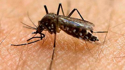 La industria turística extrema medidas de prevención y nebulización en contra del mosquito Aedes Aegypti, a fin de cerrar el paso al dengue, chikungunya y zika.