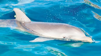 Actualmente existen 5 locaciones “Miracle”, que significa que albergan exclusivamente a delfines nacidos dentro del programa de reproducción, estas son: Costa Maya, Puerto Aventuras, Playa del Carmen, Cozumel y Akumal.