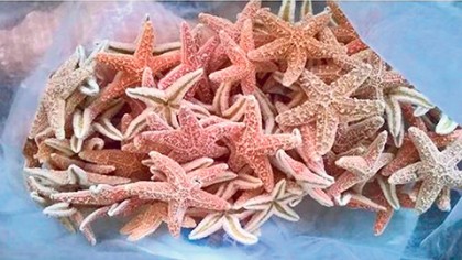 El ayuntamiento de Cozumel iniciará en marzo operativos para erradicar la comercialización en la isla de estrellas de mar y caracol rosado.