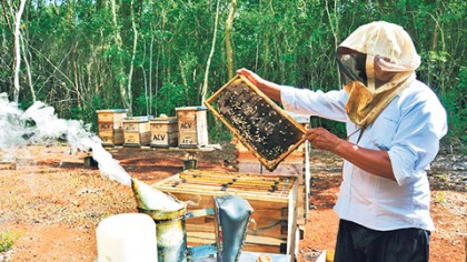 Los precios de la miel en el mercado son variables; sin embargo, oscilan entre 25 y 28 pesos el kilo, a pesar de que el producto es de exportación y una de las mejores mieles de México, que es muy demandada en Europa.