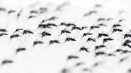 La Secretaría de Salud “peina” la zona norte contra el dengue, chikungunya y zika recorren los grupos de brigadistas los hogares a fin de eliminar criaderos del mosquito.