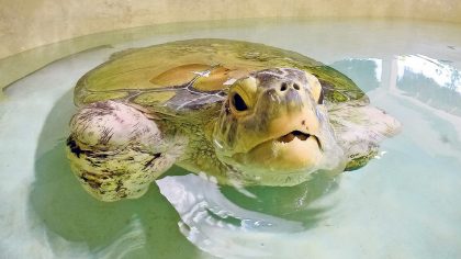 El parque Xcaret, la asociación civil Flora, Fauna y Cultura de México, tienen el programa de conservación de la tortuga marina más importante de México, con más de 30 años de trabajos ininterrumpidos.