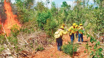 La superficie afectada es de 250 hectáreas de vegetación forestal y se ha determinado que la causa del incendio fue una quema irregular de desmonte.
