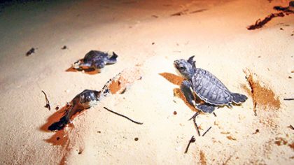 En Quintana Roo, el principal depredador de la tortuga marina es el hombre.