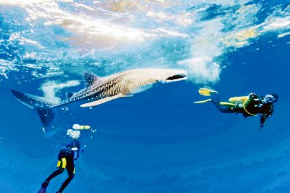 Ocupaciones hoteleras en la Isla de Holbox para el avistamiento del tiburón ballena son superiores al 90 por ciento.