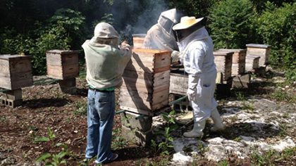 El mejoramiento genético de las abejas elevará la productividad de los más de 3 mil 500 productores de miel.