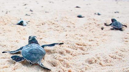 La temporada de anidación de tortugas en Quintana Roo inicia legalmente el uno de mayo y concluye el 30 de octubre.