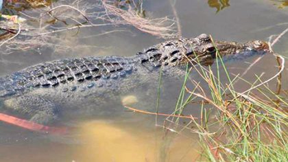 Al encontrarse al menos 12 reptiles muertos en el sistema lagunar Nichupté, la Asociación de Náuticos pide salvarlos.