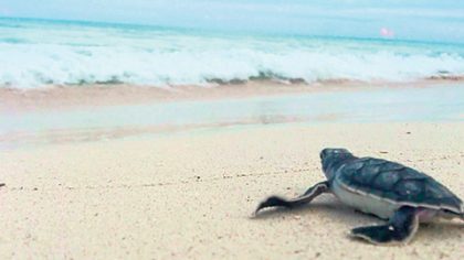 Para asegurar la protección de los nidos, el santuario de la tortuga marina X´cacel-X´cacelito estuvo cerrado por el paso de la tormenta.