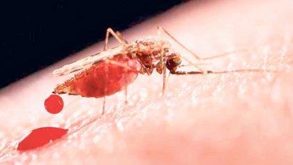 La Secretaría de Salud confirmó que en Solidaridad se presentó el primer caso de zika autóctono.