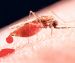 Registra Solidaridad primer contagio de zika autóctono