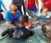 Crean red de atención para el varamiento de delfines