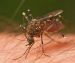 Contagios de dengue, peligroso tabú