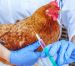 Alerta en Coahuila y Durango por brote de influenza aviar