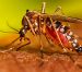 Quintana Roo registra 2 mil 902 casos de dengue, la cifra más alta en 11 años