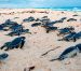 Exitoso cierre de temporada de tortugas en Cozumel