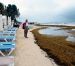 Prevén se intensifique el arribo de sargazo a mediados de este mes en Playa del Carmen