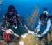 Muerte del 40% del arrecife de coral, una advertencia para los humanos