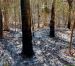 Incendio forestal en Zafarrancho está controlado casi en su totalidad