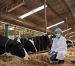 Alerta OMS: virus de gripe aviar fue detectado en leche de vacas infectadas en EU