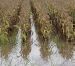 Las lluvias afectan gravemente cultivos en la zona sur del estado