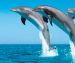 Demandan una mayor protección a los delfines